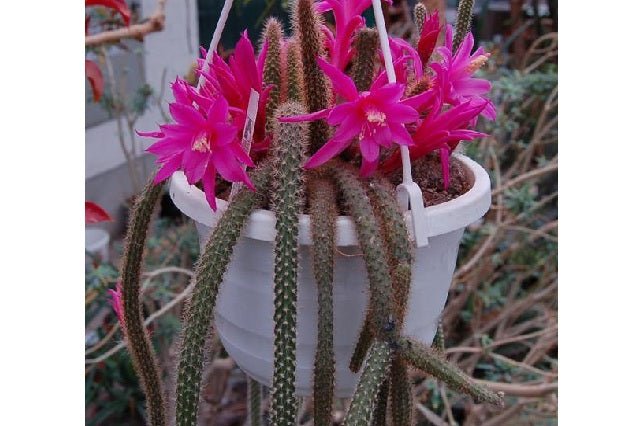 Cactus cola de rata - Aporocactus flagelliformis - El Nou Garden