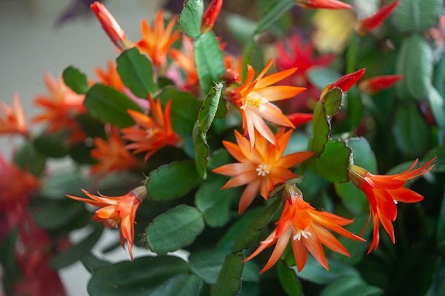 Cactus de pascua - Rhipsalis gaertneri - El Nou Garden