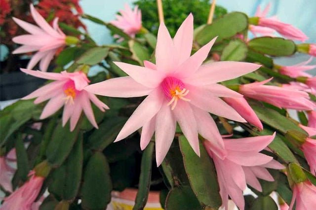 Cactus de pascua - Rhipsalis gaertneri - El Nou Garden