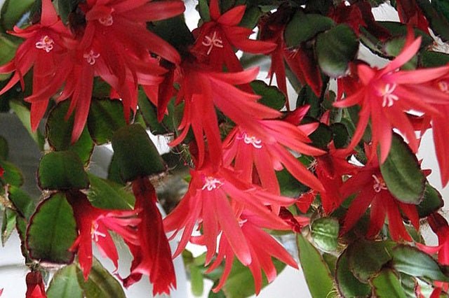 Cactus de pascua - Rhipsalis gaertneri - El Nou Garden