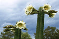 Cactus de san Pedro - Echinopsis pachanoi - El Nou Garden