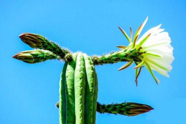 Cactus de san Pedro - Echinopsis pachanoi - El Nou Garden