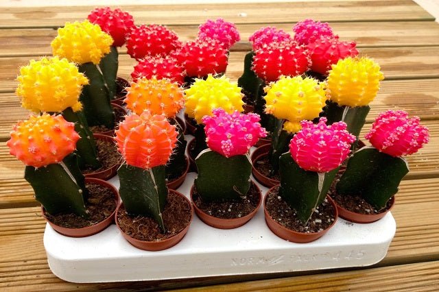 Cactus injertado - Gymnocalycium mihanovichii - El Nou Garden