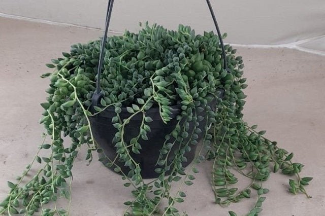 Cadena de perlas - Senecio herreianus - El Nou Garden