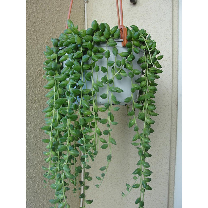 Cadena de perlas - Senecio herreianus - El Nou Garden