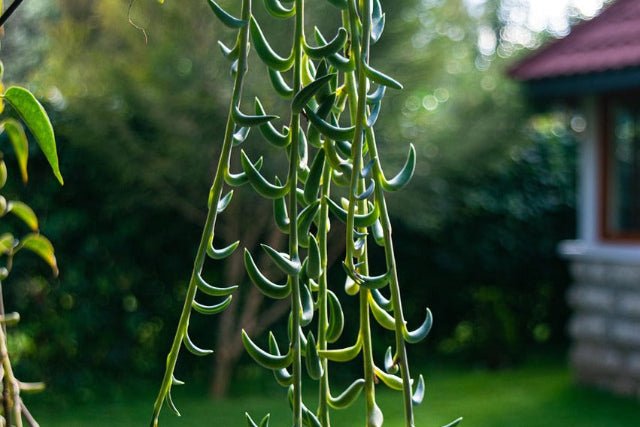Cadena de plátanos - Senecio radicans - El Nou Garden