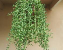Cadena de plátanos - Senecio radicans - El Nou Garden