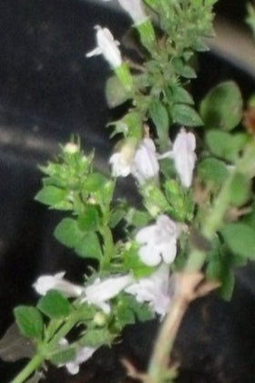 Calaminta - Calamintha nepeta - Albahaca silvestre - Semillas - El Nou Garden