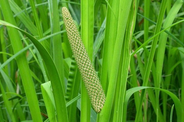 Cálamo aromático - Acorus calamus - El Nou Garden
