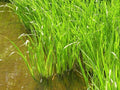 Cálamo aromático - Acorus calamus - El Nou Garden