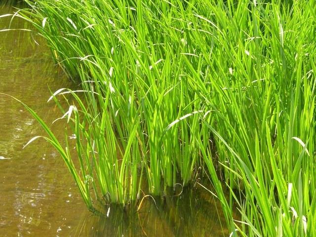 Cálamo aromático - Acorus calamus - El Nou Garden