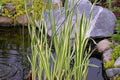 Cálamo aromatico variegado - Acorus calamus variegatus - El Nou Garden