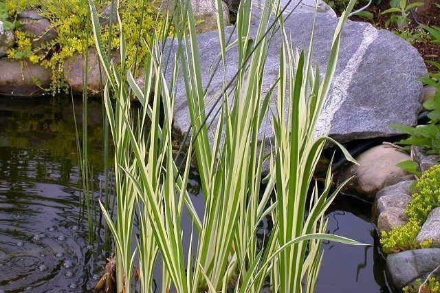 Cálamo aromatico variegado - Acorus calamus variegatus - El Nou Garden