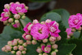 Calanchoe Calandiva - Kalanchoe blossfeldiana kalandiva - El Nou Garden