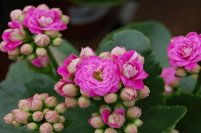 Calanchoe Calandiva - Kalanchoe blossfeldiana kalandiva - El Nou Garden