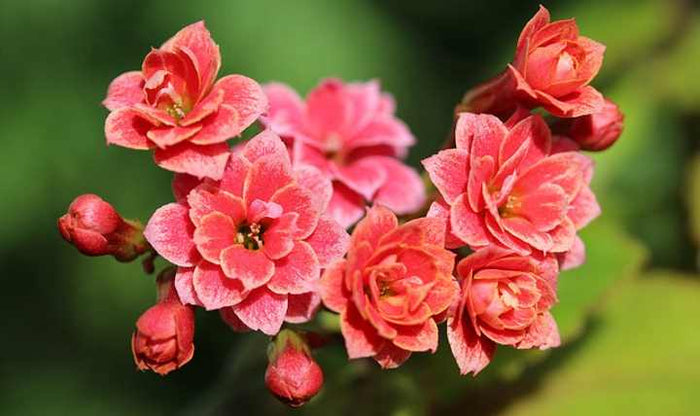 Calanchoe Calandiva - Kalanchoe blossfeldiana kalandiva - El Nou Garden