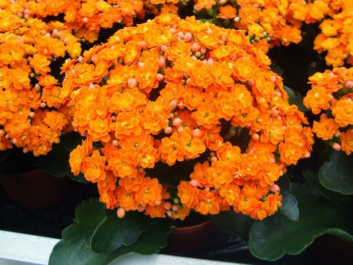 Calanchoe Calandiva - Kalanchoe blossfeldiana kalandiva - El Nou Garden