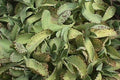 Calanchoe de hoja moteada - Kalanchoe marmorata - El Nou Garden