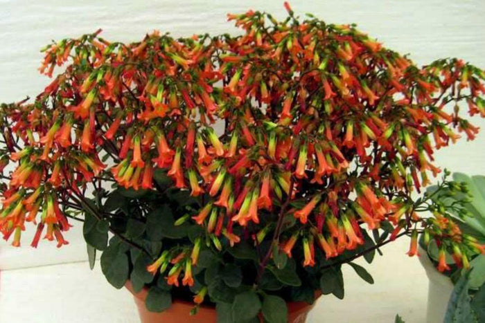 Calanchoe Manginii - Kalanchoe - El Nou Garden