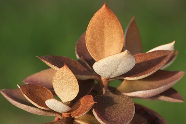 Calanchoe Orgyalis - Kalanchoe - El Nou Garden