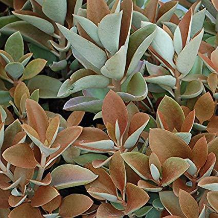 Calanchoe Orgyalis - Kalanchoe - El Nou Garden