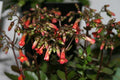Calanchoe Prebella - Kalanchoe - El Nou Garden