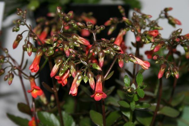 Calanchoe Prebella - Kalanchoe - El Nou Garden