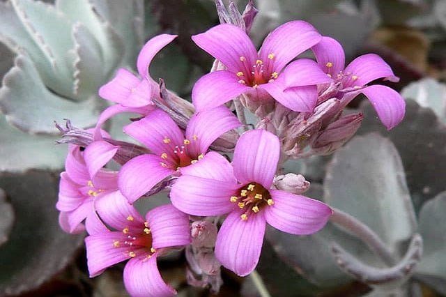 Calanchoe Pumila - Kalanchoe - El Nou Garden