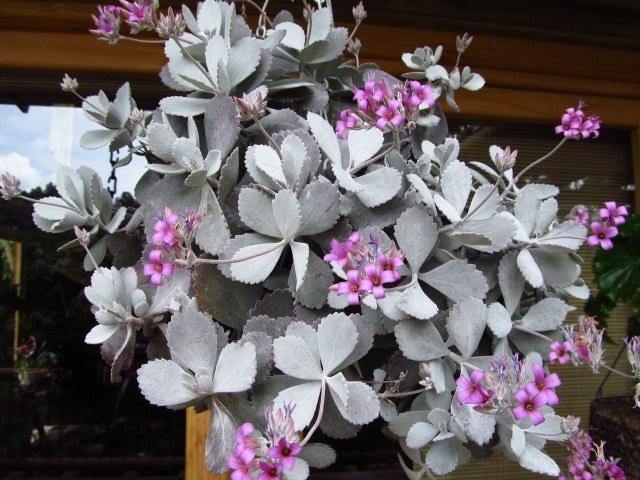 Calanchoe Pumila - Kalanchoe - El Nou Garden
