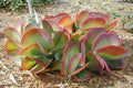 Calanchoe Thyrsiflora - Kalanchoe - El Nou Garden