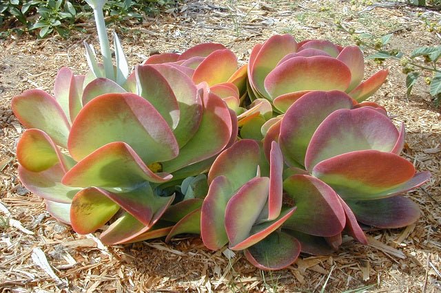 Calanchoe Thyrsiflora - Kalanchoe - El Nou Garden