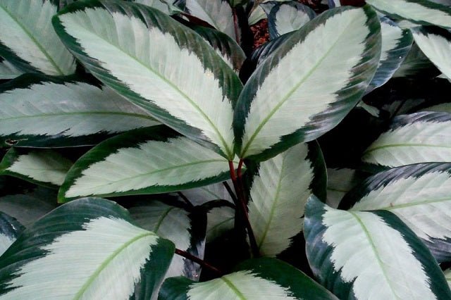 Calatea Argentea - Calathea picturata - El Nou Garden