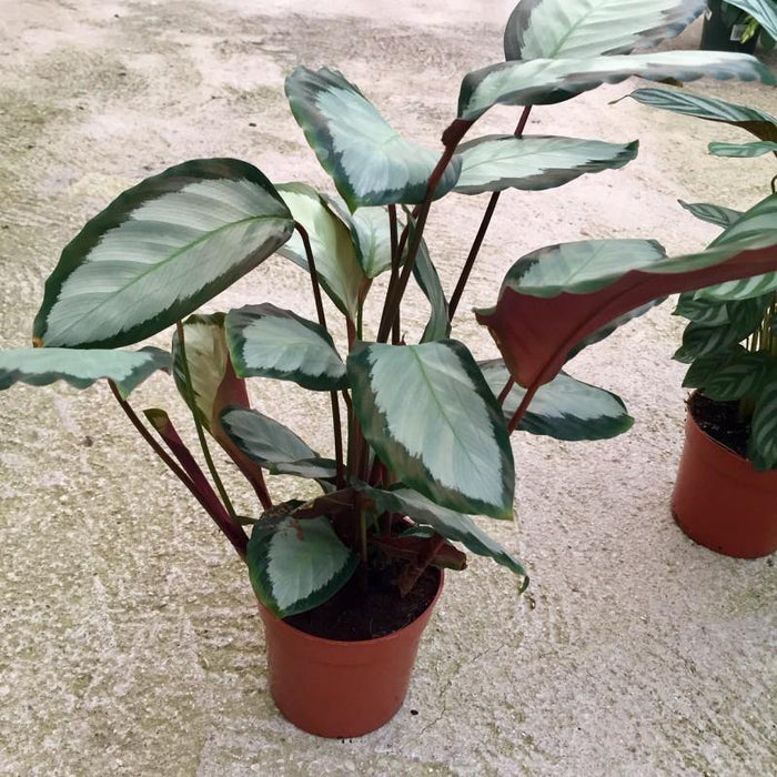 Calatea Argentea - Calathea picturata - El Nou Garden