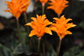 Calatea Crocata - Calathea - El Nou Garden