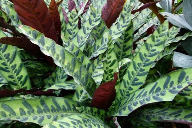 Calatea Lancifolia - Calathea - El Nou Garden