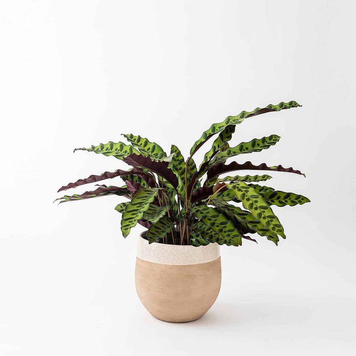 Calatea Lancifolia - Calathea - El Nou Garden