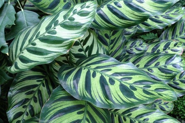 Calatea Makoyana - Calathea - El Nou Garden