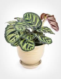 Calatea Makoyana - Calathea - El Nou Garden