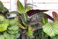 Calatea mix - Calathea - El Nou Garden