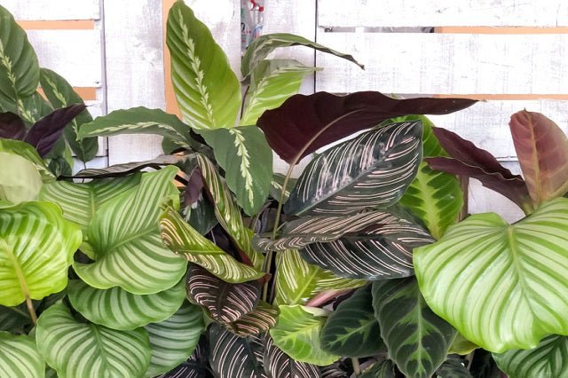 Calatea mix - Calathea - El Nou Garden