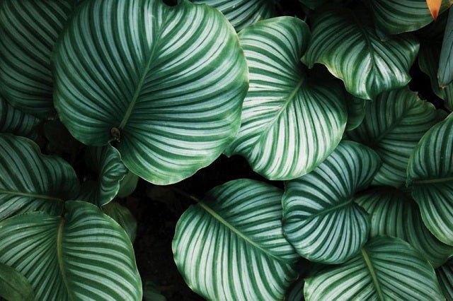 Calatea Orbifolia - Calathea - El Nou Garden