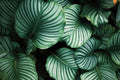 Calatea Orbifolia - Calathea - El Nou Garden