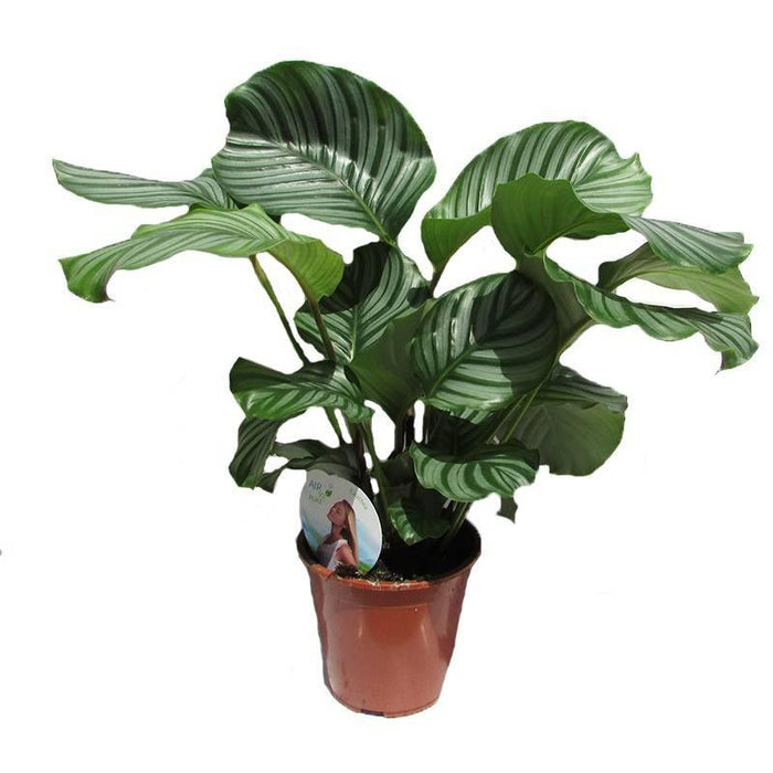 Calatea Orbifolia - Calathea - El Nou Garden