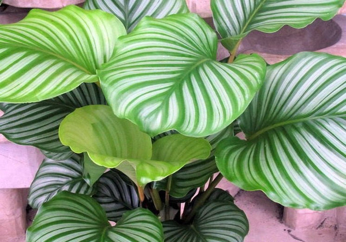Calatea Orbifolia - Calathea - El Nou Garden