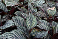 Calatea Ornata - Calathea - El Nou Garden