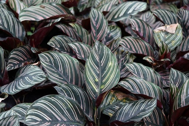 Calatea Ornata - Calathea - El Nou Garden