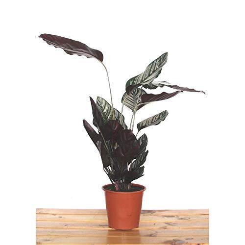 Calatea Ornata - Calathea - El Nou Garden