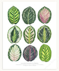 Calatea Roseopicta - Calathea - El Nou Garden