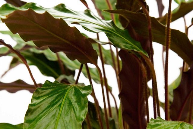 Calatea Rufibarba - Calathea - El Nou Garden
