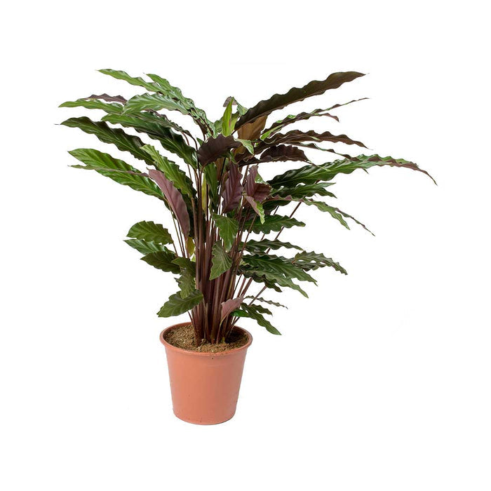 Calatea Rufibarba - Calathea - El Nou Garden